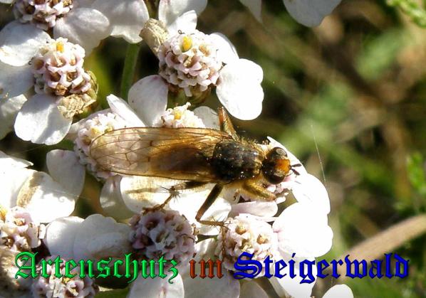 Copyright AiS- Albert Meier Bild zum Eintrag (33398-160)
