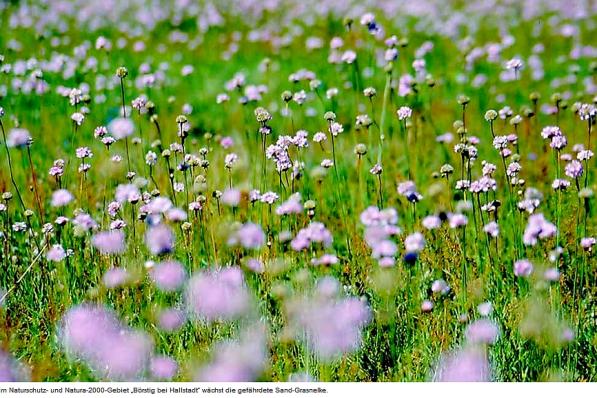 Copyright AiS - Rebhahn Bild zum Eintrag (33817-160)