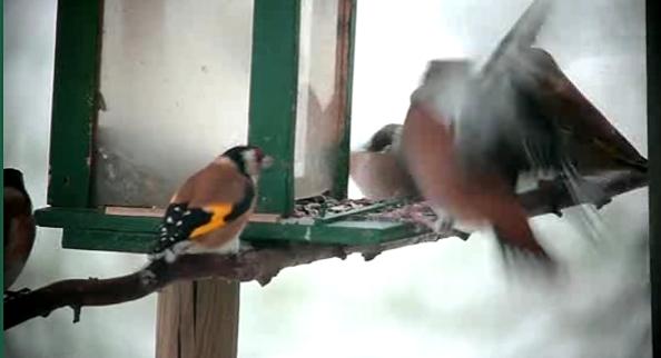 Copyright AiS - http://j.c.photonature.pagesperso-orange.fr/refuge07/index.htm Bild zum Eintrag (34320-160)