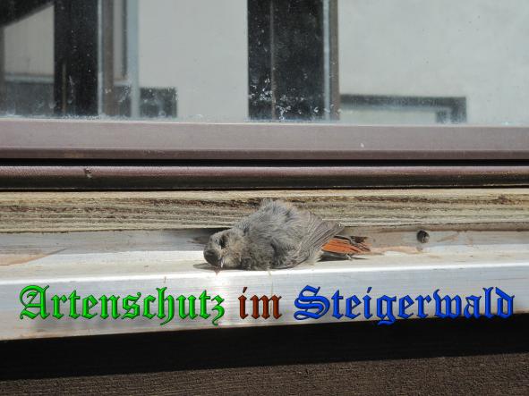 Copyright AiS- Albert Meier Bild zum Eintrag (38191-160)