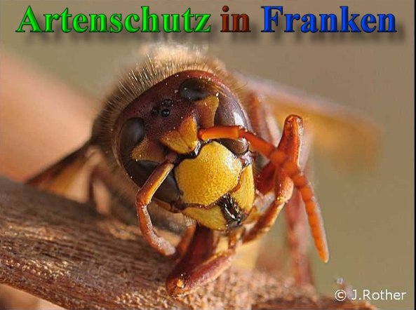 Copyright AiS - Johannes Rother Bild zum Eintrag (40179-160)