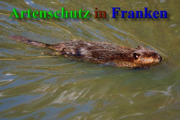 Copyright AiS-Andy Gehrig Bild zum Eintrag (41172-160)