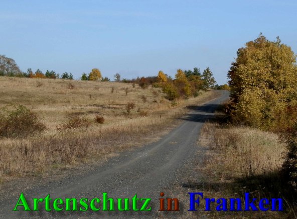 Copyright AiS- Albert Meier Bild zum Eintrag (42089-160)