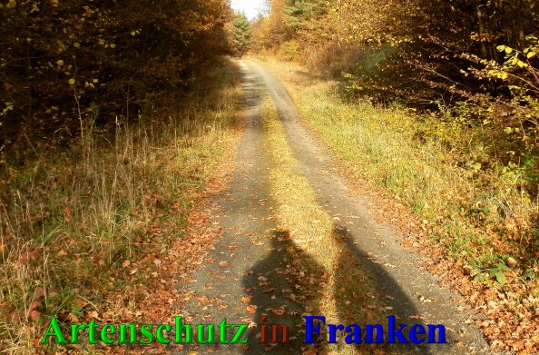 Copyright AiS- Albert Meier Bild zum Eintrag (42090-160)