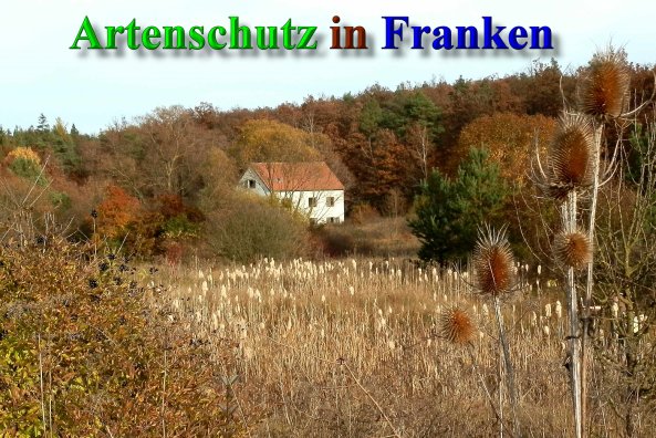 Bild zum Eintrag (42091-160)