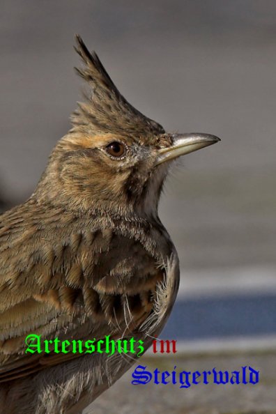 Copyright AiS- Ulrich Rösch Bild zum Eintrag (42094-160)