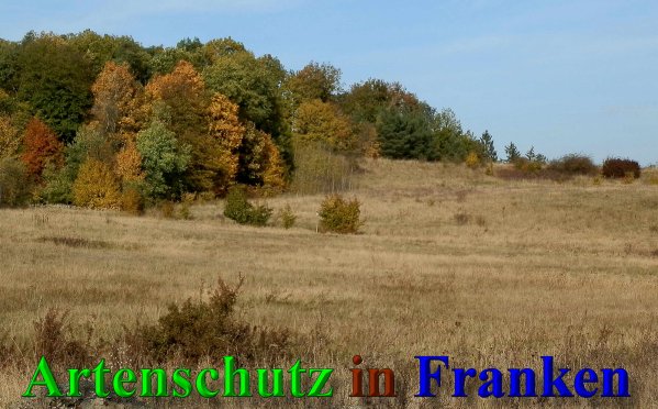 Copyright AiS- Albert Meier Bild zum Eintrag (42095-160)