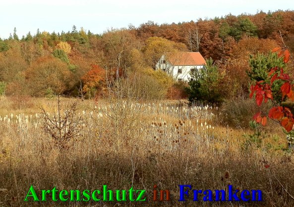 Copyright AiS- Albert Meier Bild zum Eintrag (42099-160)