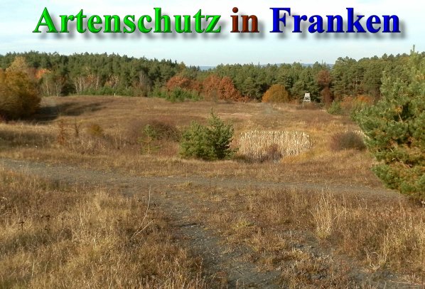 Copyright AiS- Albert Meier Bild zum Eintrag (42102-160)