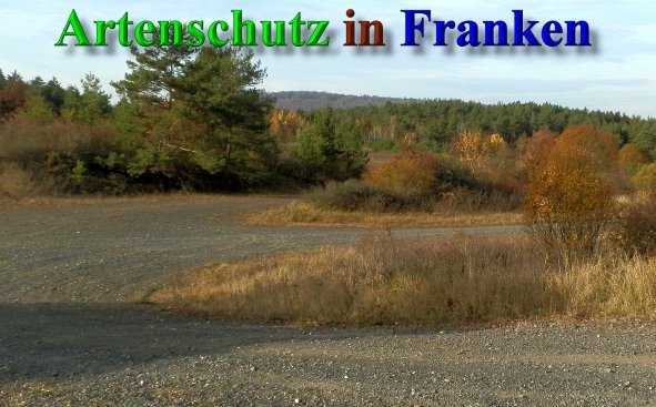 Copyright AiS- Albert Meier Bild zum Eintrag (42104-160)