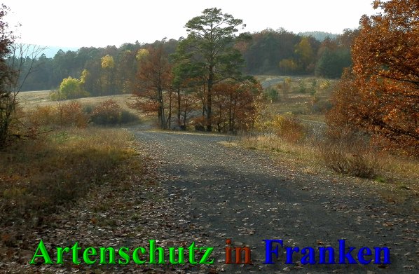 Copyright AiS- Albert Meier Bild zum Eintrag (42106-160)