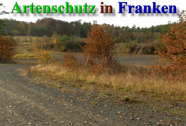 Copyright AiS- Albert Meier Bild zum Eintrag (42107-160)
