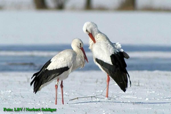 Copyright AiS - LBV - Norbert Sahliger Bild zum Eintrag (42174-160)