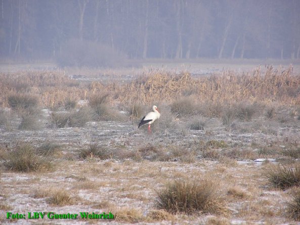 Copyright AiS - LBV - Guenter Weinrich Bild zum Eintrag (42175-160)