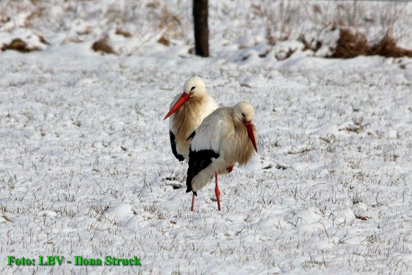 Copyright AiS - LBV Ilona Struck Bild zum Eintrag (42176-160)