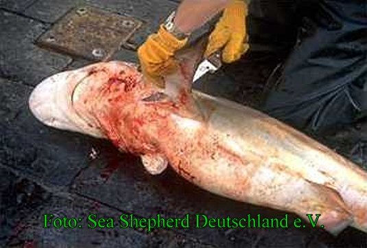 Copyright AiS Sea Shepherd Bild zum Eintrag (43425-160)