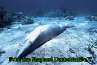 Copyright AiS Sea Shepherd Bild zum Eintrag (43427-160)