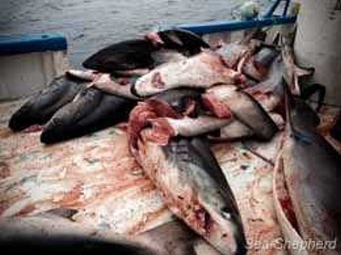 Copyright AiS Sea Shepherd / Photo: Tim Watters Bild zum Eintrag (43604-160)