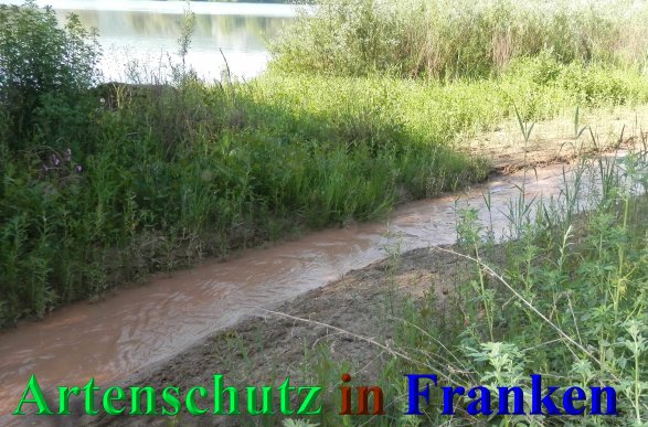 Copyright AiS- Albert Meier Bild zum Eintrag (46949-160)