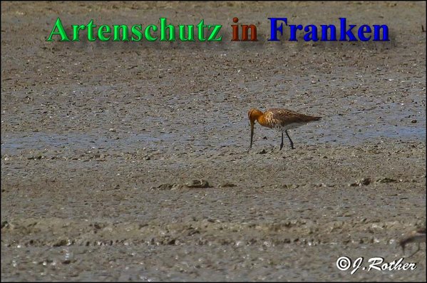 Copyright AiS-Johannes Rother Bild zum Eintrag (46954-160)