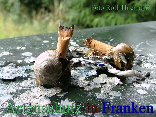 Copyright AiS Rolf Thiemann Bild zum Eintrag (47661-160)