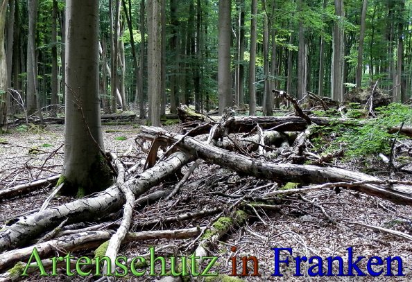 Copyright AiS- Albert Meier Bild zum Eintrag (48787-160)