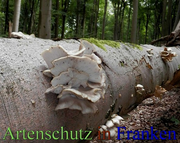 Copyright AiS- Albert Meier Bild zum Eintrag (48789-160)
