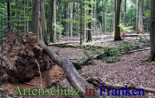 Copyright AiS- Albert Meier Bild zum Eintrag (48790-160)