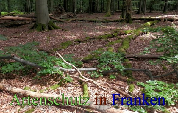 Copyright AiS- Albert Meier Bild zum Eintrag (48792-160)