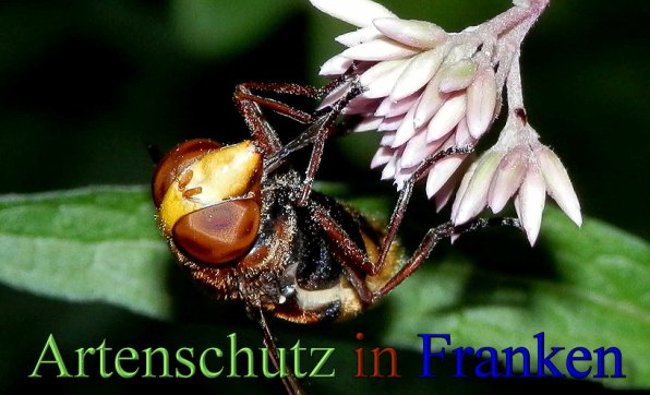Copyright AiS- Albert Meier Bild zum Eintrag (48796-160)