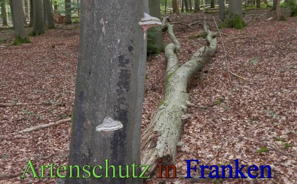 Copyright AiS- Albert Meier Bild zum Eintrag (48797-160)