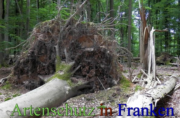 Copyright AiS- Albert Meier Bild zum Eintrag (48800-160)