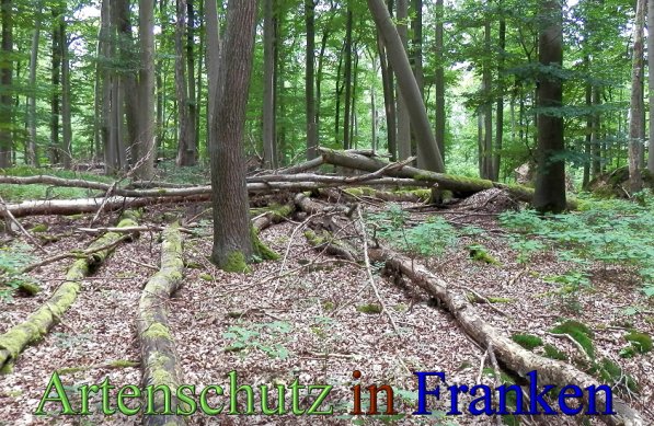 Copyright AiS- Albert Meier Bild zum Eintrag (48802-160)