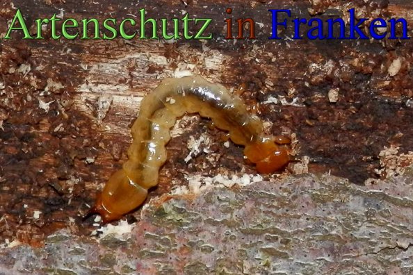Copyright AiS- Albert Meier Bild zum Eintrag (48804-160)