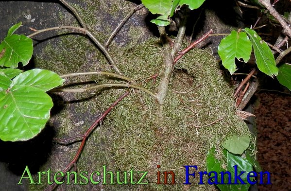 Copyright AiS- Albert Meier Bild zum Eintrag (48805-160)