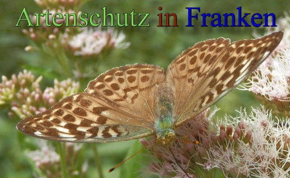 Copyright AiS- Albert Meier Bild zum Eintrag (48809-160)