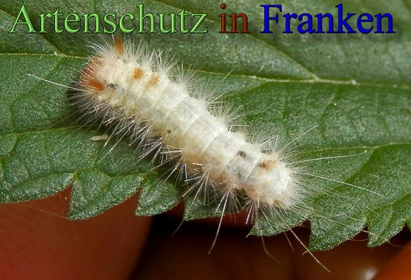 Copyright AiS- Albert Meier Bild zum Eintrag (48811-160)
