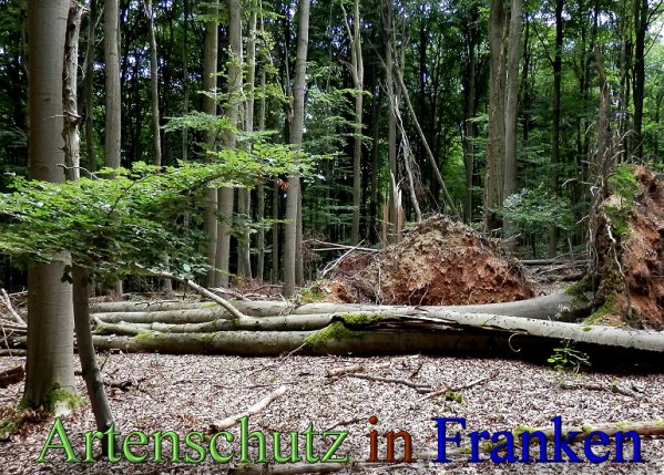 Copyright AiS- Albert Meier Bild zum Eintrag (48812-160)
