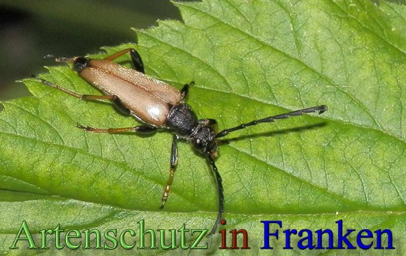 Copyright AiS- Albert Meier Bild zum Eintrag (48814-160)