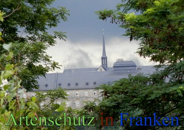 Copyright AiS- Albert Meier Bild zum Eintrag (48838-160)