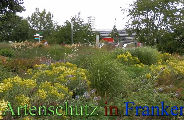 Copyright AiS- Albert Meier Bild zum Eintrag (48865-160)