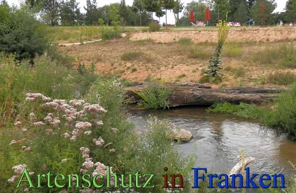 Copyright AiS- Albert Meier Bild zum Eintrag (48866-160)