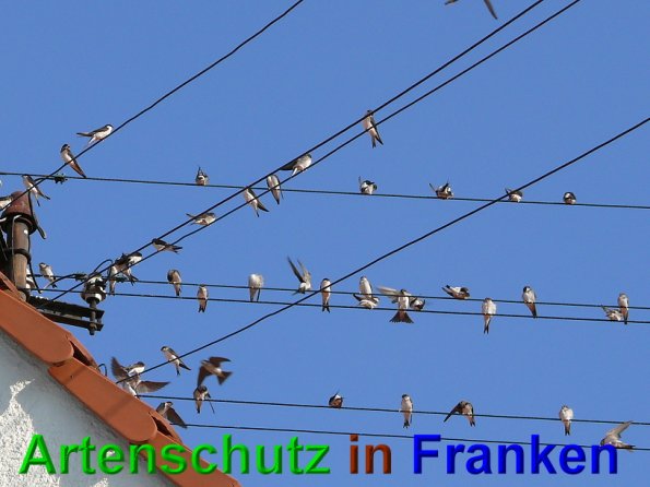 Copyright AiS Schaller Bild zum Eintrag (49025-160)