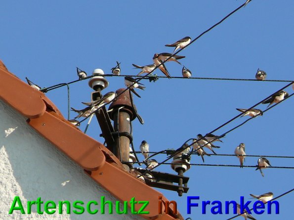 Copyright AiS Schaller Bild zum Eintrag (49026-160)