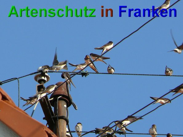 Copyright AiS Schaller Bild zum Eintrag (49027-160)