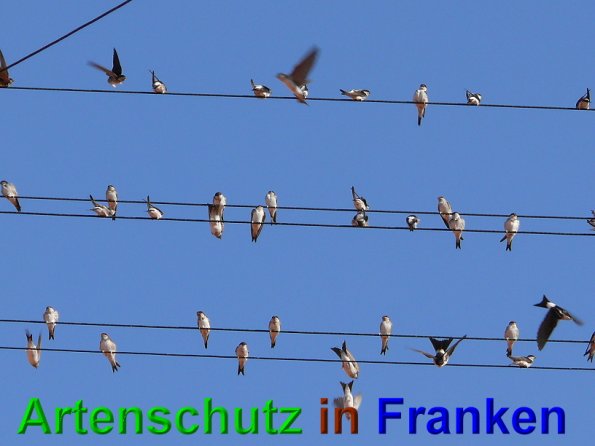 Copyright AiS Schaller Bild zum Eintrag (49030-160)