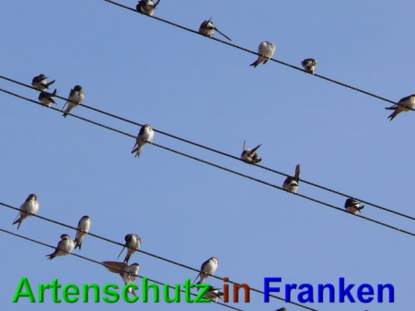 Copyright AiS Schaller Bild zum Eintrag (49031-160)