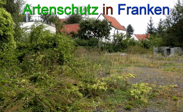 Copyright AiS- Albert Meier Bild zum Eintrag (49373-160)
