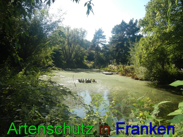 Bild zum Eintrag (49501-160)