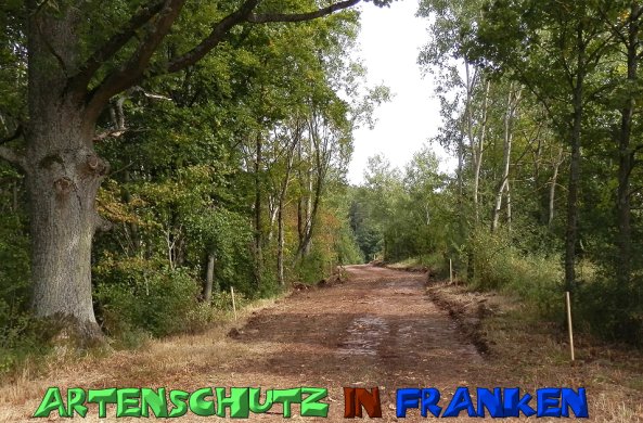 Copyright AiS- Albert Meier Bild zum Eintrag (49961-160)